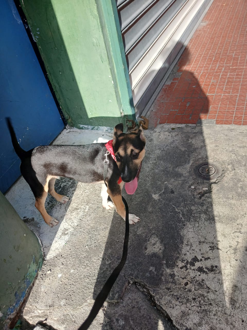 Chiens à adopter